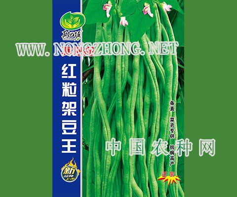 红粒架豆王